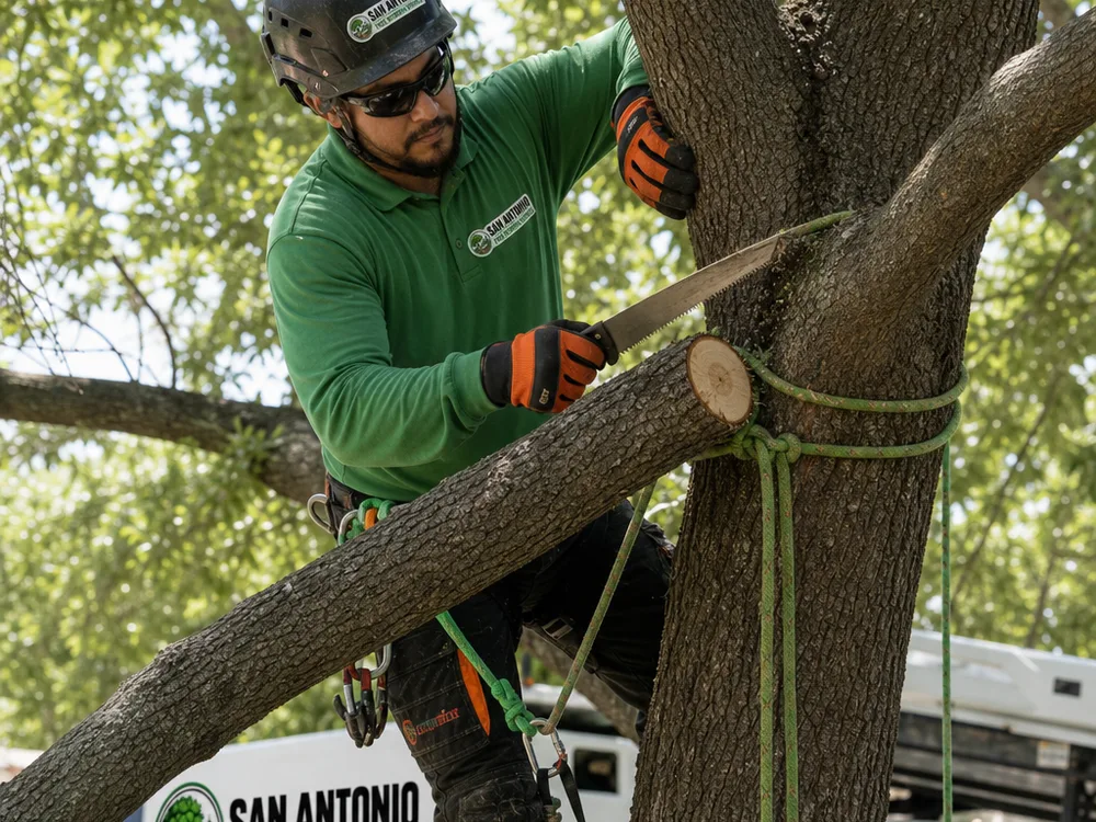 Arborist performing structural pruning on a mature shade tree with a rope set for controlled limb lowering